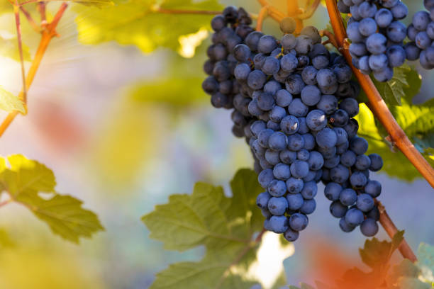 istock Bunch of grapes on a vineyard during sunset. 1038981752