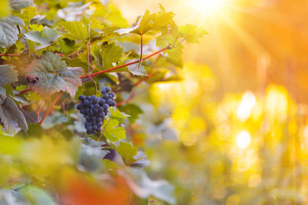 istock Bunch of grapes on a vineyard during sunset. 1038986302