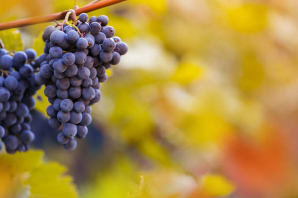 istock Bunch of grapes on a vineyard during sunset. 1038986752