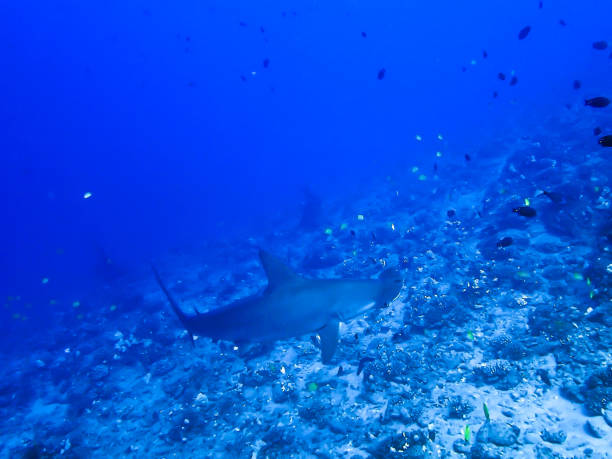 istock Hammerhead Shark Swims over Tropical Reef 1038987840