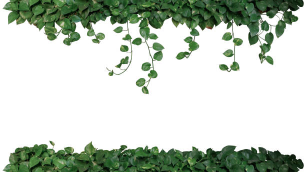 Nature frame of green variegated leaves of devil's ivy or golden pothos (Epipremnum aureum), tropical foliage plant bush wish hanging vine branches isolated on white background, clipping path. Nature frame of green variegated leaves of devil's ivy or golden pothos (Epipremnum aureum), tropical foliage plant bush wish hanging vine branches isolated on white background, clipping path. ivy stock pictures, royalty-free photos & images