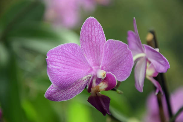 Phalaenopsis Phalaenopsis phalaenopsis orchidee stock pictures, royalty-free photos & images