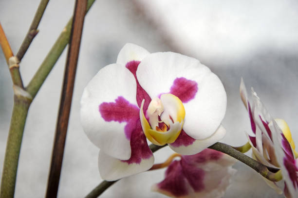 Phalaenopsis Phalaenopsis phalaenopsis orchidee stock pictures, royalty-free photos & images