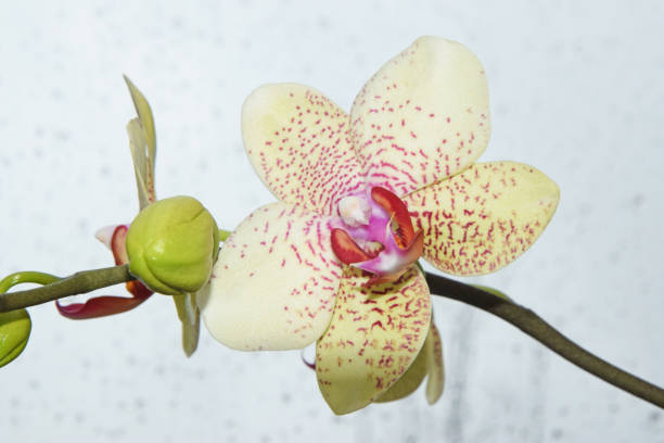 Phalaenopsis Phalaenopsis phalaenopsis orchidee stock pictures, royalty-free photos & images