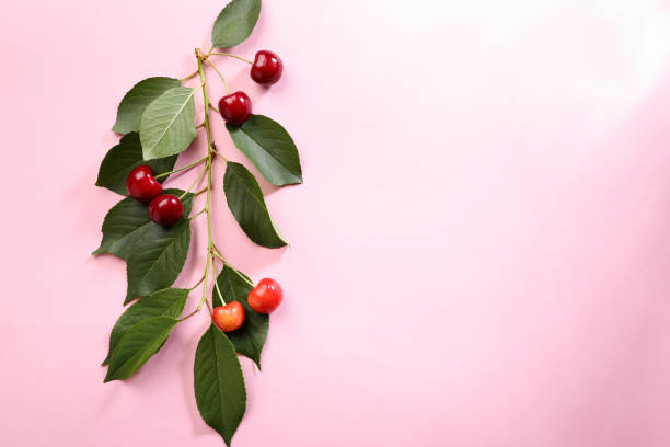 istock Branch of cherry on pink 1039001920