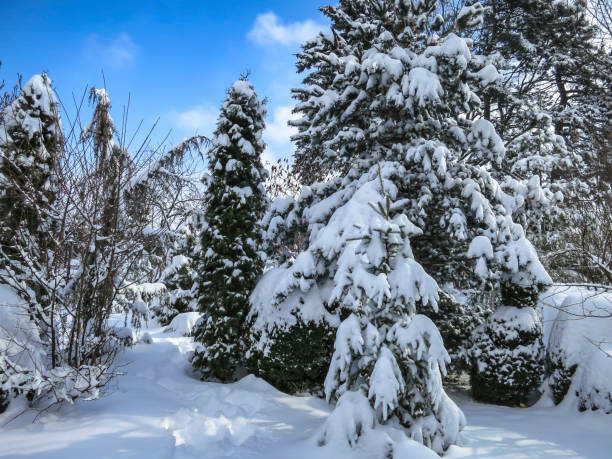 istock Pines, spruce and shrubs are covered with white fluffy snow. 1039001954