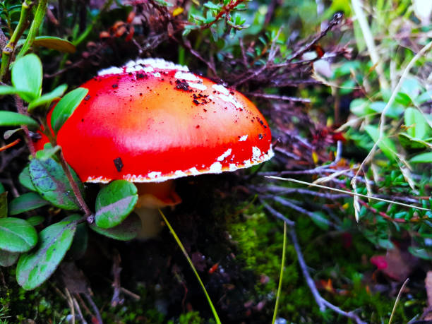 istock Mushroom in the forest 1039009948
