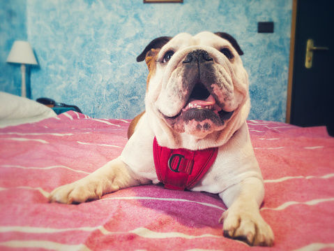 this English Bulldog declares ownership of the bed and the bedroom itself