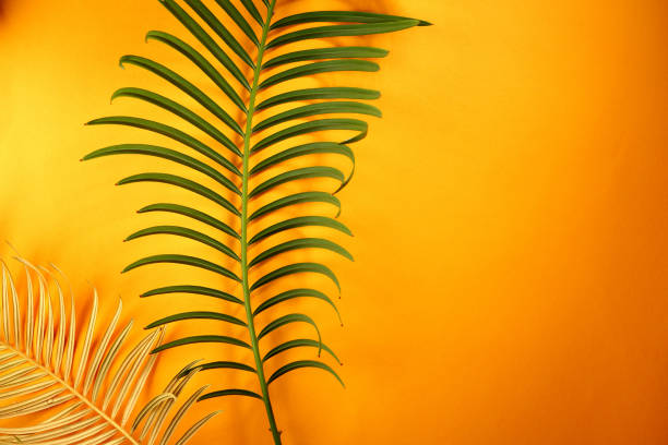 fondo amarillo con hojas tropicales - 18827 fotografías e imágenes de stock