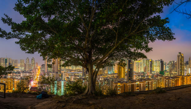 Lone tree on hillside overlooking the bright lights and neon night of Hong Kong’s futuristic skyscraper cityscape, China.