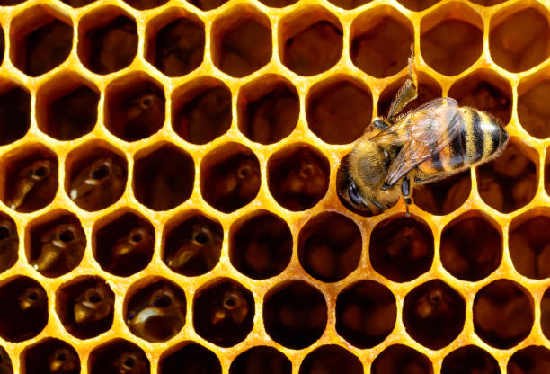 istock Working bee on a honeycomb cell. The concept of beekeeping. 1039028138