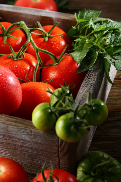istock Harvest of local tomatoes 1039029000