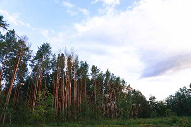 istock Beautiful evening landscape already with dark trees. Autumnal summer background for design 1039038202