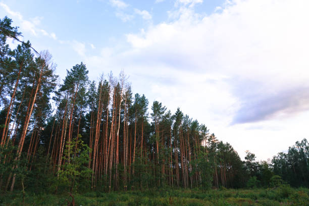 istock Beautiful evening landscape already with dark trees. Autumnal summer background for design 1039038376