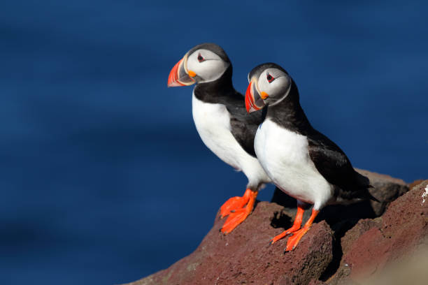 Two puffins on a iceland cliff Two beautiful puffins on an iceland cliff charadriiformes stock pictures, royalty-free photos & images