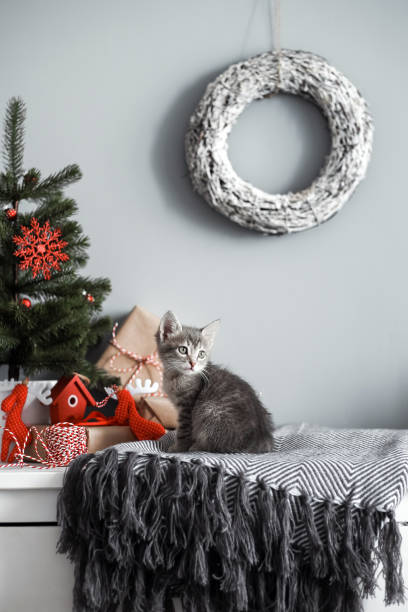 istock Cute kitten in a Christmas decoration in red 1039040456