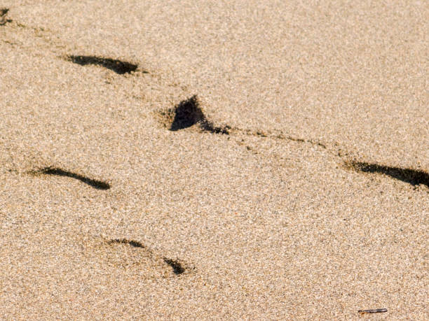 istock Sand background Footprint 1039052144