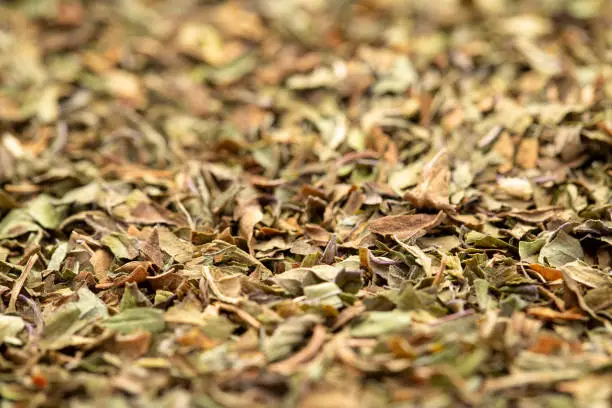background texture of organic loose leaf peppermint tea, selective focus