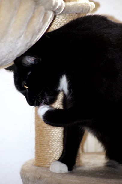 istock Beautiful black cat with shiny fur 1039059950
