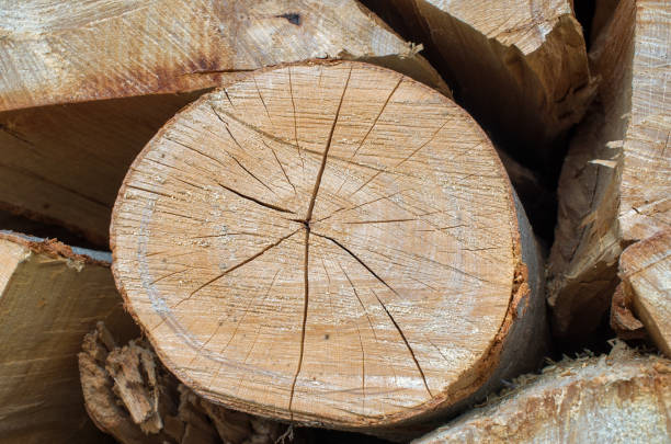 istock pine log of round shape 1039062048