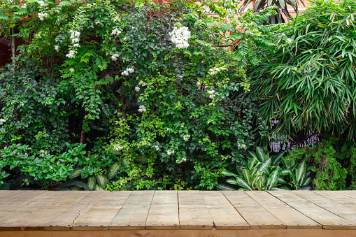 Tablas de madera o tabla de madera con plantas ornamentales o hiedra o un jardín. photo