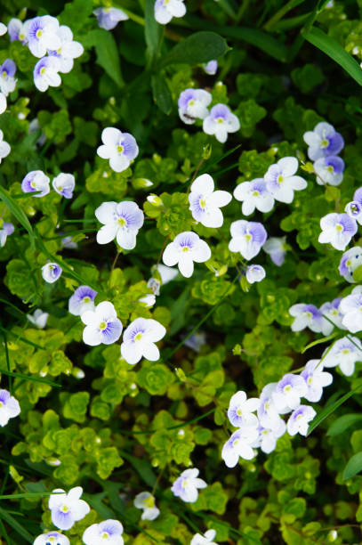 istock Veronica chamaedrys little white and blue flowers in green 1039068058