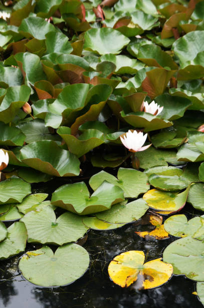 istock Nymphaea alba white flowers and leaves 1039068094