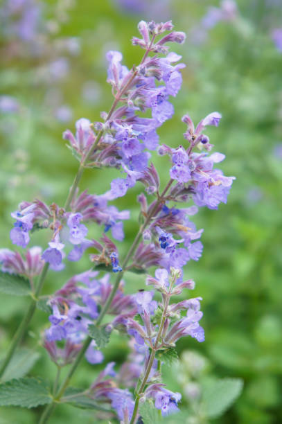 istock Salvia officinalis violet flowers in garden 1039068366