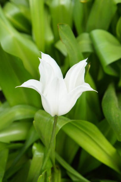 istock One white tulip flower in garden 1039069600