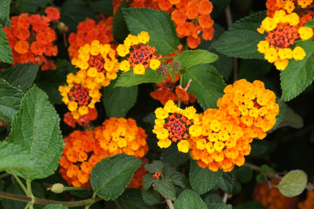 istock Lantana orange and red flowers 1039070118