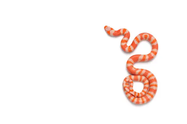 Photo of Honduran milk snake isolated on white background