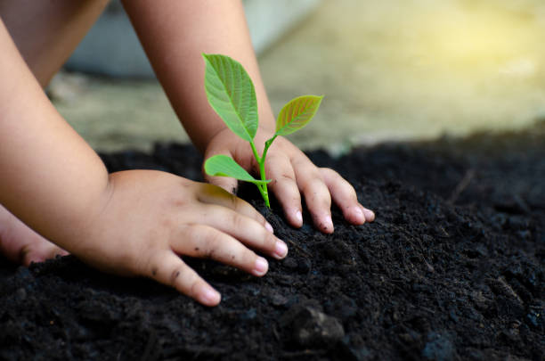 tree sapling Baby Hand On the dark ground, the concept implanted children's consciousness into the environment