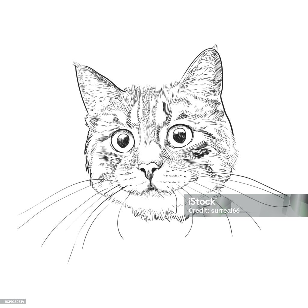 Cute kitty head hand drawn sketch. Cat face with long whiskers isolated on white background. Domestic Cat stock vector