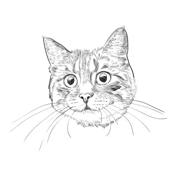 Vector illustration of Cute kitty head hand drawn sketch.