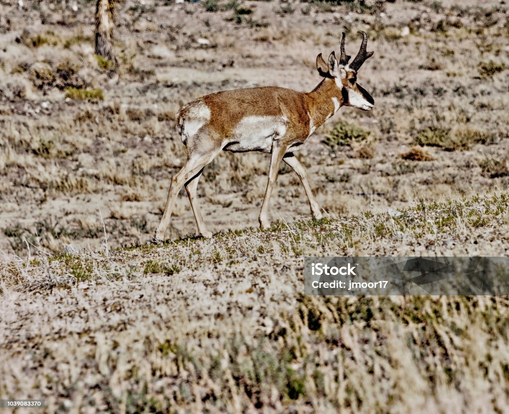 Pronghorn In Nevada High Desert Stock Photo - Download Image Now - Animal,  Antelope, Color Image - iStock