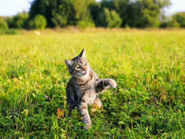 istock funny striped cat walking on green meadow summer clear day 1039084358
