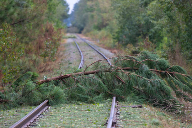 istock Trees down across railroad tracks after Hurricane Florence 1039084876