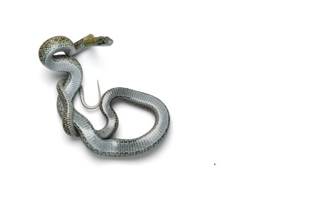 istock The Japanese rat snake isolated on white background 1039085536