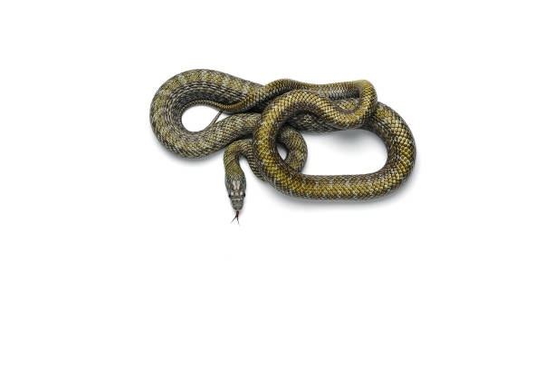istock The Japanese rat snake isolated on white background 1039085540