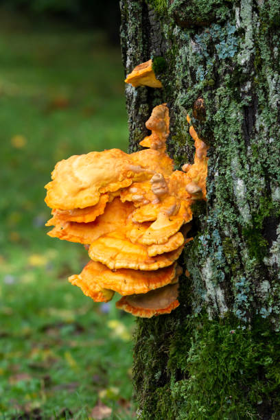 istock Tree mushrooms at the bark of a tree 1039088506