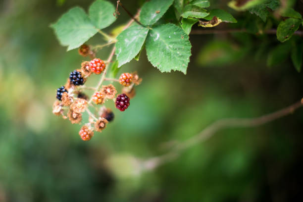 istock Fresh Wild Blackberries Growing Outdoors 1039094966