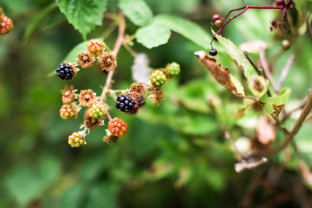 istock Fresh Wild Blackberries Growing Outdoors 1039095514
