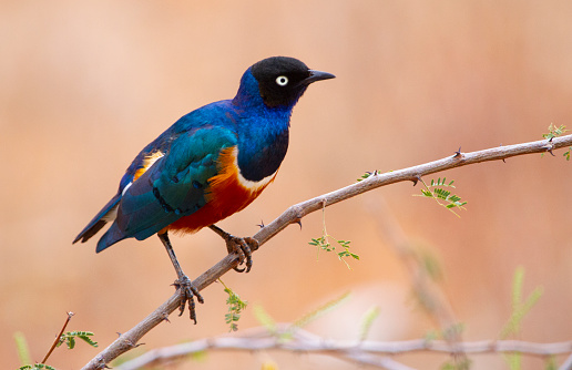 African Starling