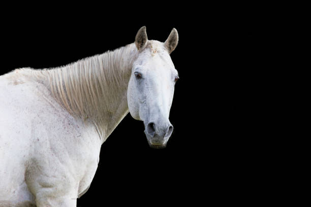 istock Quarter Horse Portrait 1039102274
