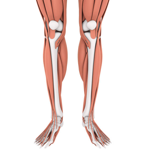 istock Human Leg Muscles Anatomy 1039105338