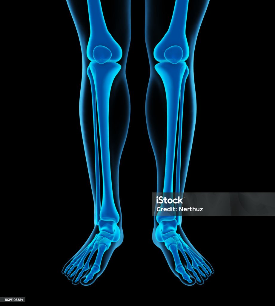 Giải Phẫu Xương Chân Người Hình ảnh Sẵn có - Tải xuống Hình ảnh ...