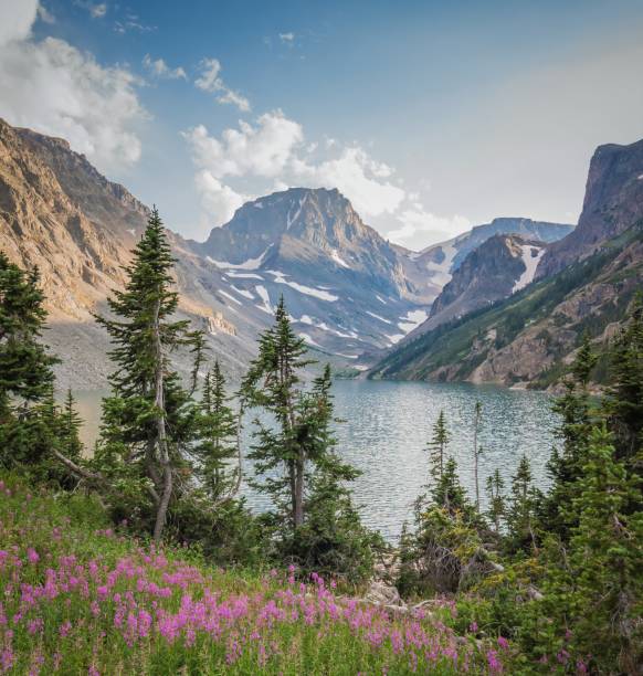 Beartooth Fireweed A lone patch of fireweed decorates the north end of Black Canyon Lake in the Beartooth Mountains. flower mountain fireweed wildflower stock pictures, royalty-free photos & images