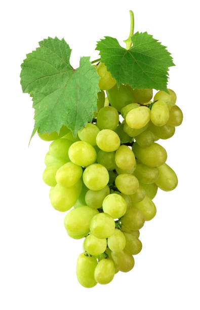 istock A large bunch of light grapes with leaves. Isolated 1039110534