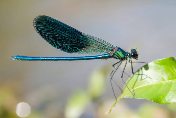 istock The banded demoiselle (Calopteryx splendens) 1039111350