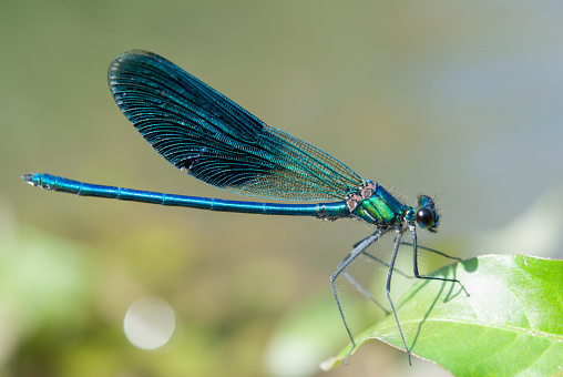 Beautiful coloful dragonfly sitting on a flower